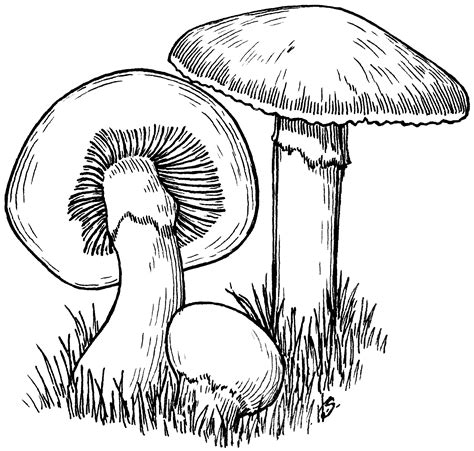 File:Mushroom (PSF).png - Wikipedia