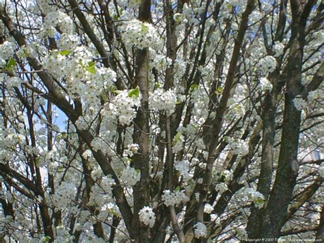 Dogwood Tree Pictures