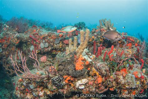 South Florida Reefs 60ft Reef Diving Pura Vida Divers