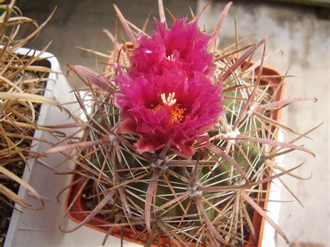 File Ferocactus Fordii Wikimedia Commons