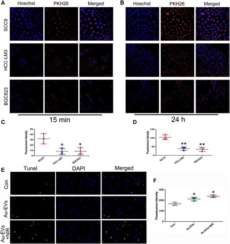 Frontiers A New Nanomaterial Based On Extracellular Vesicles