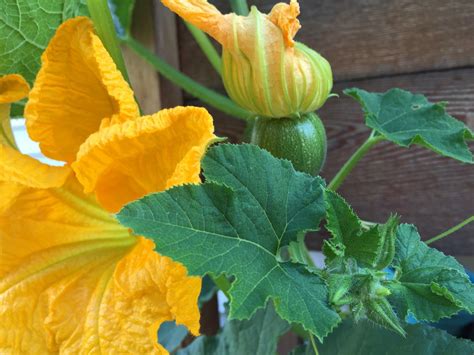 Pumpkin Female Flower