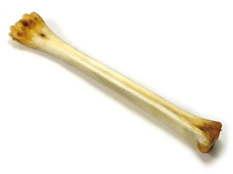 bone activity materials science  high school