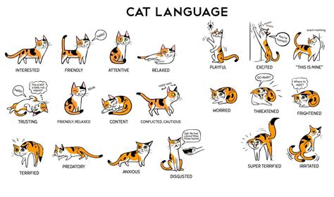 Understanding Cat Language Our Continental Cat