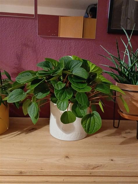 Grow Any Indoor Plant Faster With These Tips Indoor Garden Web