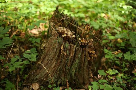 Des champignons pour détruire une souche darbre sans produit chimique