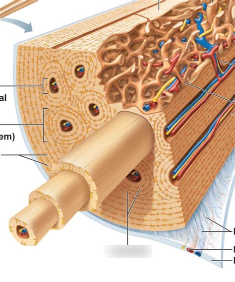 Microscopic Structure Of Compact Bone Diagram Quizlet