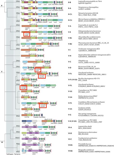 Crispr Crispr Poct Crispr Cdtection