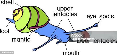 External Anatomy Of Common Airbreathing Land Snail Structure Of ...