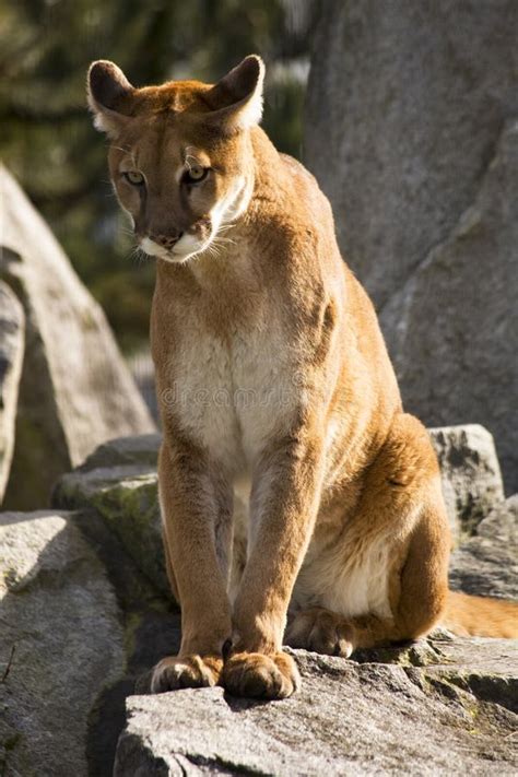 Mountain Lion Cougar Looking For Prey Stock Photo - Image of cougar ...