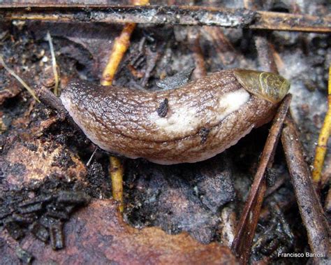 Taxonomy Testacellidae Shelled Slugs Observation Org