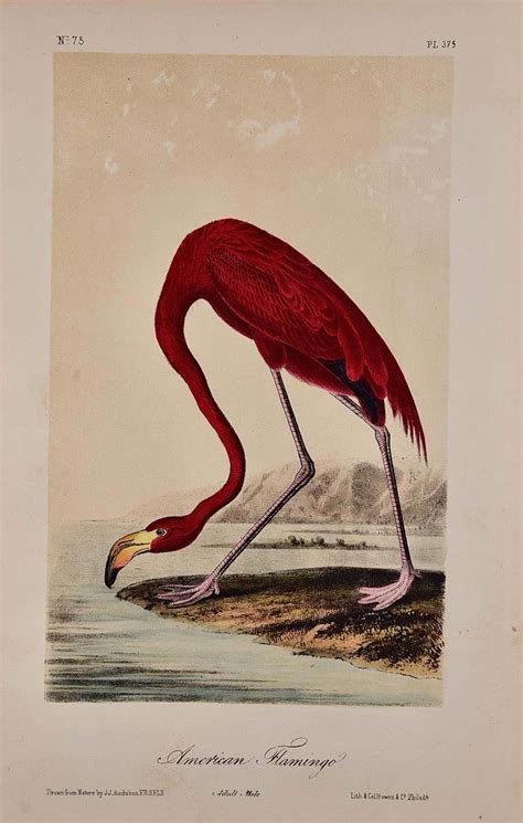John James Audubon Louisiana Heron An Original 19th C Audubon Hand