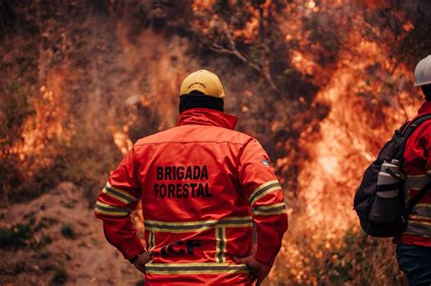 Incendios forestales afectan más de 233 mil hectáreas de bosque en