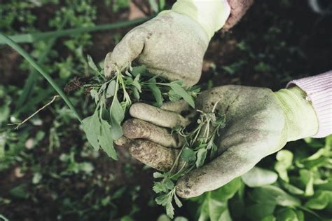 Cu Ndo Abonar Las Plantas Y C Mo Hacerlo Yaencontre