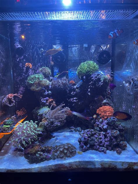 Cube Build Show Off Those Great Cube Tank Aquascapes Page