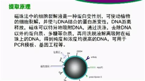 【tiangen公开课】如何用磁珠法提取完美dna样本 腾讯视频