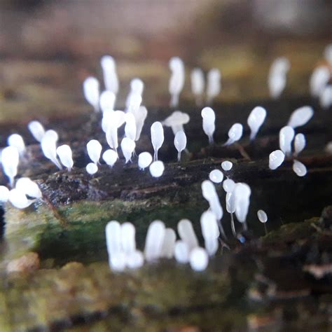 True Slime Molds From Reserva Natural Yrigoyen On September At