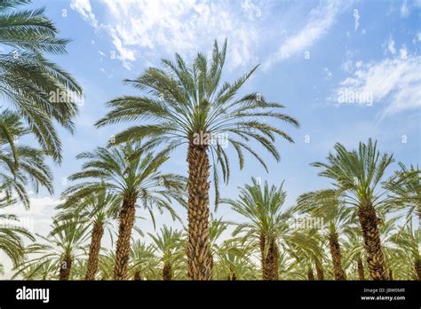 High Figs Date Palm Trees In Middle East Orchard Oasis Middle Of Desert