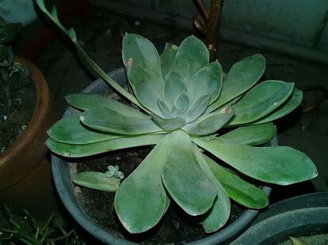 Echeveria Green Rose Suculentas Cactos