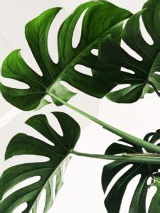 Pourquoi Les Feuilles De Mon Monstera Deviennent Elles Brunes