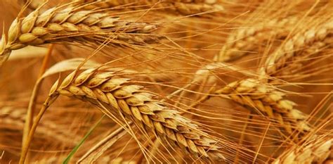 Govt To Announce Wheat Support Price By Next Week Announces Minister