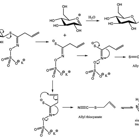 Formation Mechanisms Of Allyl Isothiocyanate And Allyl Thiocyanate