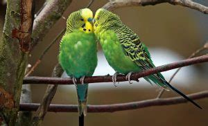 Is My Bird Gay Information About Homosexual Birds And Parrots