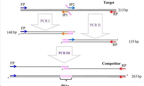 Schematic Representation Of The Overlap Extension Pcr Method Used Hot