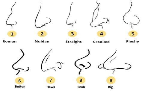 Hidung Besar Biasanya Lebih Cerdas Ini Fakta Bentuk Hidung Yang