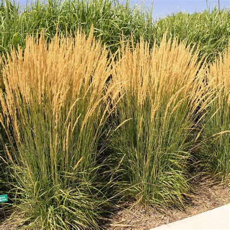 Calamagrostis X Acutiflora ‘karl Foerster’ Kiefer Nursery Trees Shrubs Perennials