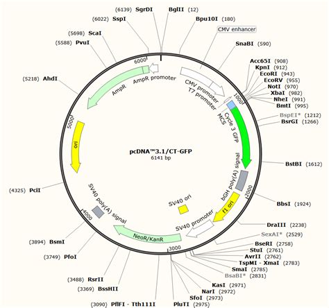 Pcdna Ct Gfp