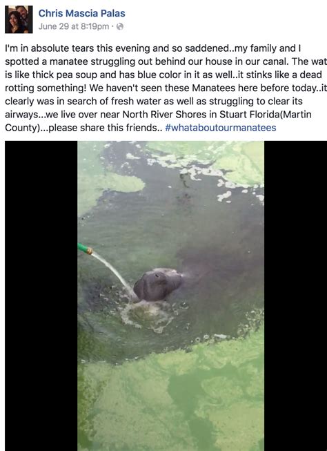 Man posts video of manatee struggling in algae-filled water | khou.com