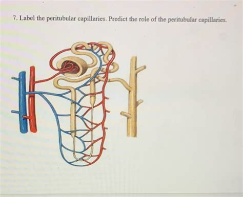 Solved 7 Label The Peritubular Capillaries Predict The Role Of The