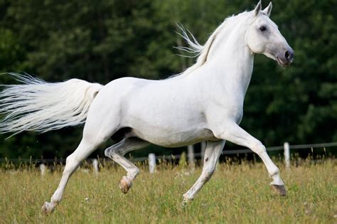 Lipizzan Horse Info, Origin, History, Pictures