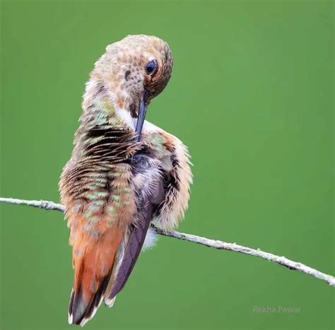 Hummingbird Feathers A Closer Look At Natures Design Backyard Visitors