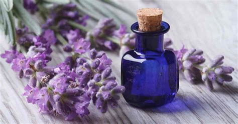 22 Amazing Uses And Benefits Of Lavender Essential Oil