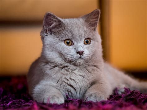 Short Fur Gray Cat Cat Animals Hd Wallpaper Wallpaper Flare