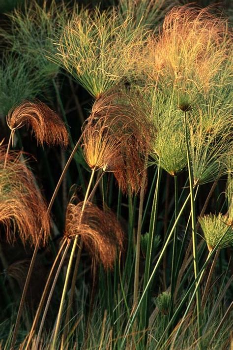 Grassland Ecosystem Plants