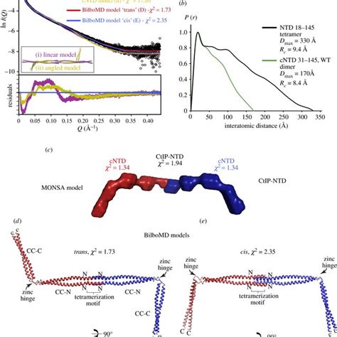 Cis Or Trans Configurations Of The CtIP NTD Tetramer A SAXS Analysis