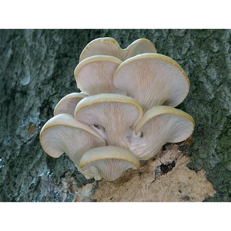 Semillas Micelio De Seta De Ostra Blanco Pleurotus