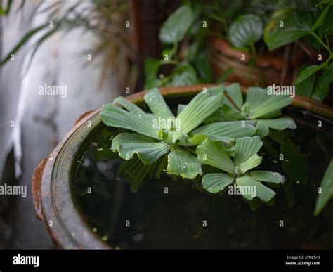 Water Lettuce Or Pistia Stratiotes Linnaeus On The Water And Water Drop