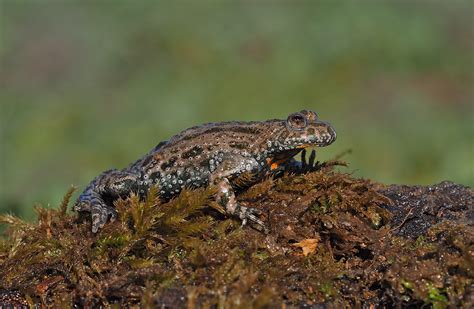 European Fire Bellied Toad BirdForum