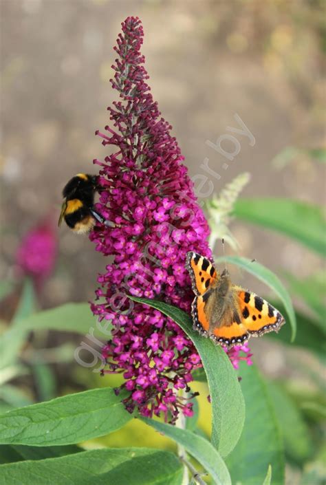 Буддлея, Buddleja, буддлея Давида, буддлея супротивнолистная, буддлея ...