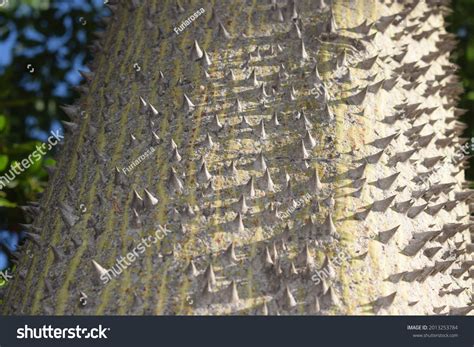 Closeup On Spiny Bark Kapok Tree Stock Photo 2013253784 Shutterstock