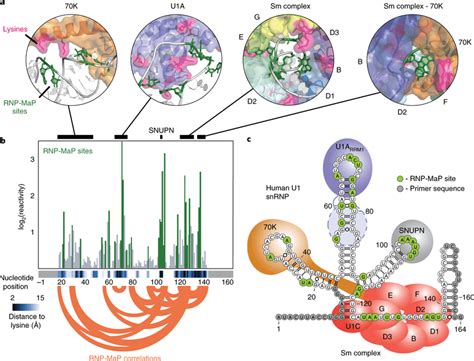 Rnp Map Defines Protein Interaction Networks In The U Snrnp A