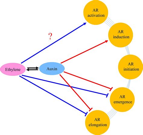 Frontiers Auxin And Its Interaction With Ethylene Control