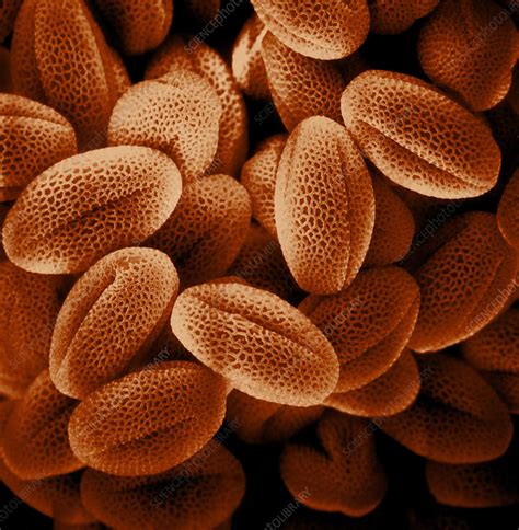 SEM Of Grass Pollen Stock Image C028 3108 Science Photo Library