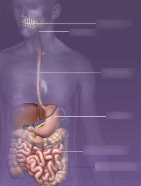 Unit V Primary Digestive Organs Diagram Quizlet