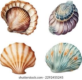 Digital Seashells Clipart