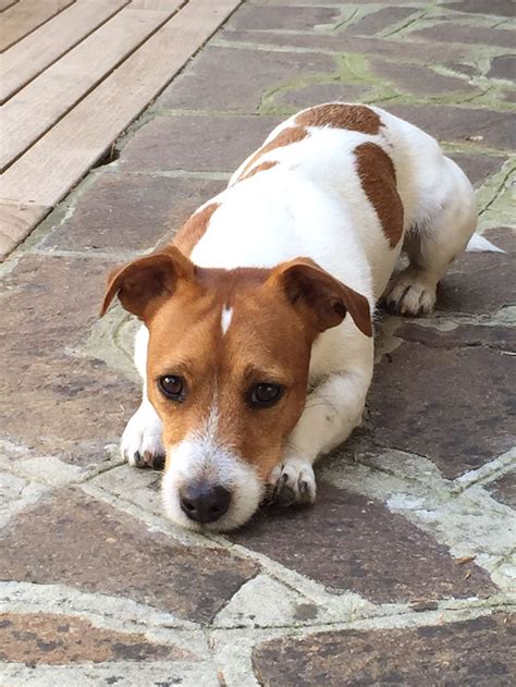 Pin Di Stefanie Menten Su Honden Jack Russell Cani Jack Russell